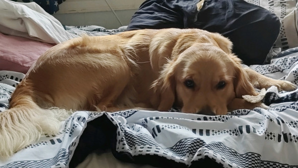 A golden retriever lies curled with her head close to the surface of the bed. She is staring directly into the camera.