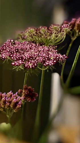 Vertical closeup of a couple of purple (magenta) Queen Ann’s lace flowers and some purple verbenas against the dark background.