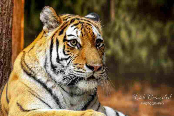 An up-close photograph of Amba, an Amur tiger, showcasing the detailed stripes and contemplative eyes. Image at:  https://beautifulsunphotography.com/featured/amba-the-siberian-tiger-deb-beausoleil.html See more art & blog at: https://beautifulsunphotography.com/ https://debbeautifulsunphotography.com/ https://www.zazzle.com/store/beautifulsun_designs https://debbeausoleil.com
