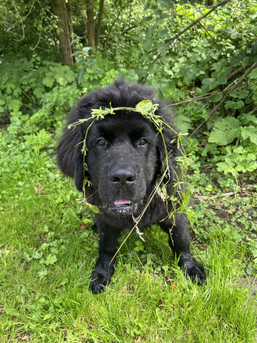 photo of Odin, a black newfoundlander puppy, in a lush forest with a vine wrapped around his head in such a way that it looks like a garland 