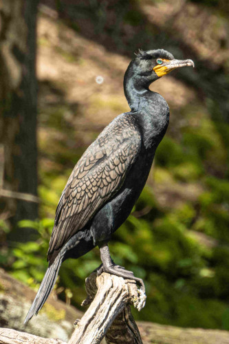 A right profile view of a double-crested cormorant, perched on a dead tree branch.