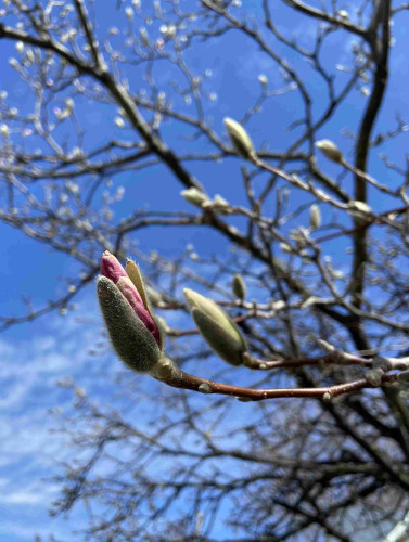 Closeup of a magnolia bud just opening up. The outer shell is fuzzy gray and has cracked open like a pistachio to reveal hints of deep pink and white. Behind, many other buds, just a few of them starting to open, and dark branches against a blue sky