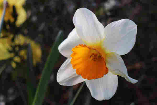 Photograph of a daffodil flower with a bright orange, flared center backed by flat, white petals.