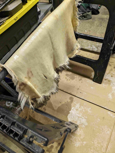 Deerskin hide, flesh side out, hanging on a pole between two sawhorses, above a piece of cardboard. The hide has been oiled and is now in the drying stage. 