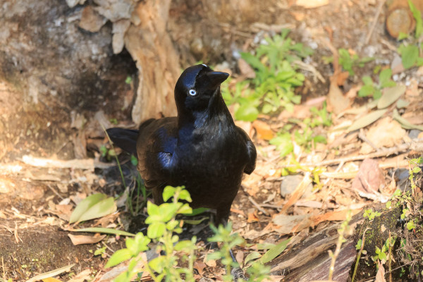 A black bird with hints of shiny blue iridescence. It has white eyes with a touch of blue around the pupil, and has cocked its head to the side in a curious, quizzical manner. 