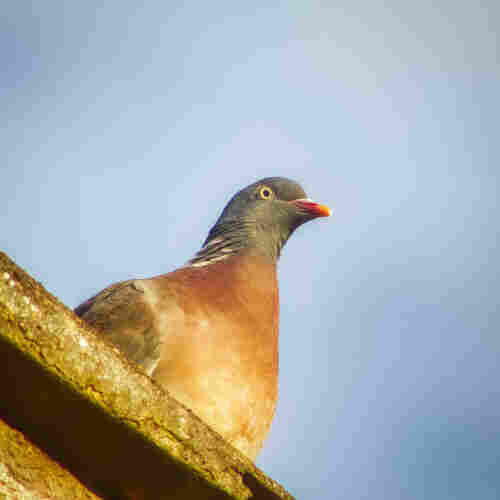 A wide eyed pigeon standing on the edge of an angled roof, lit by the low cast evening sun.