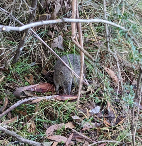 A Bandicoot amongst grass and leaves