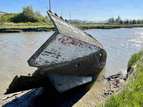 The wooden hull of a deteriorating boat is stuck bow first in the mud of a tidal channel, its transom gone.