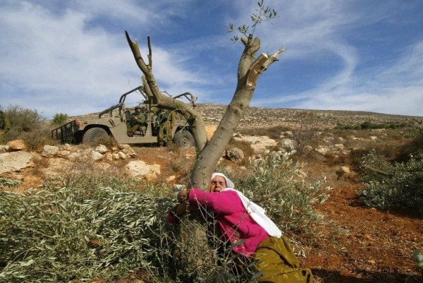 An archive photo of a 60-year-old Palestinian woman hugging her mutilated olive tree in the West Bank with an Israeli jeep in the background.