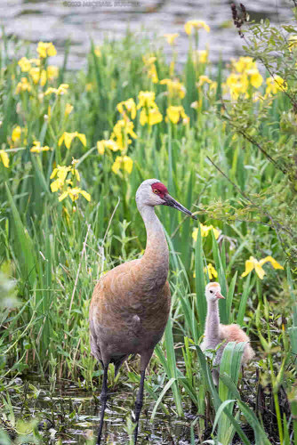 A Sandhill Crane adult and chick foraging along a lake shoreline
