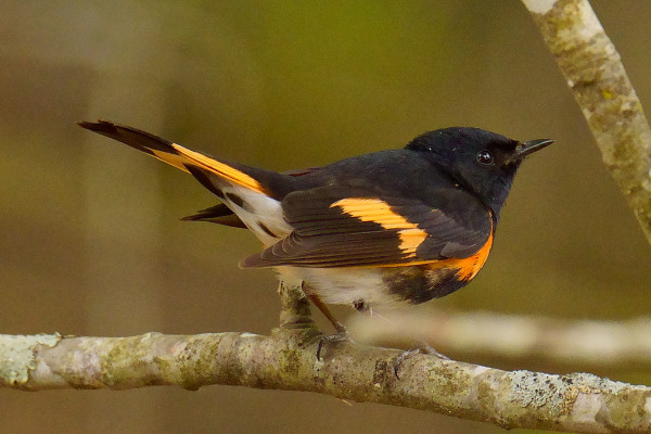 A male American Redstart, it's tail up, on a thin branch in the forest.