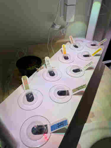 A nine-pod hydroponic system with an LED light bar. The pod holder handles each have a document flag with the name of the seeds. 