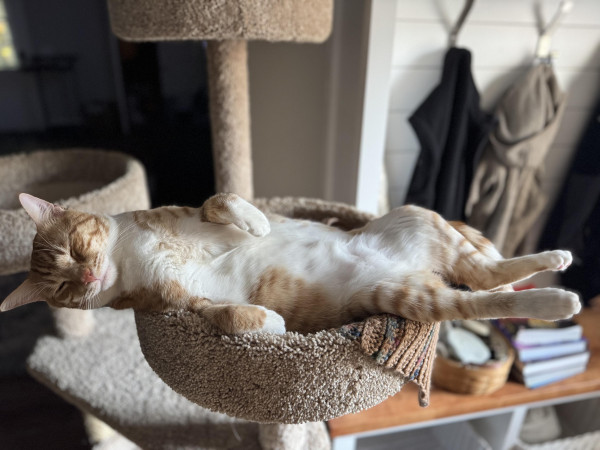 Orange tabby laying on his back in a cat tree 