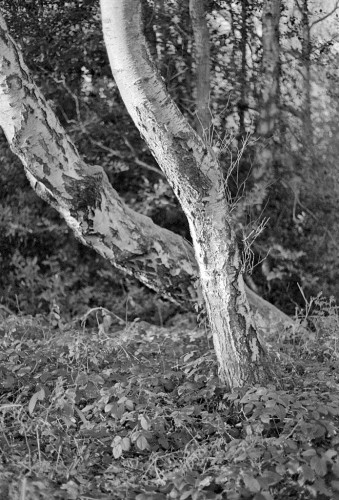 Black and white portrait format photo showing the trunks of two silver birch trees, leaning to the left,