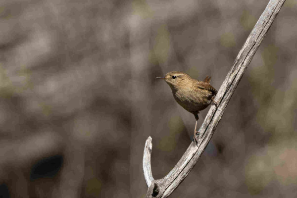 A house wren standing on an angled branch. They are a small brown bird with long legs, a thin beak and a stiff tail slightly visible over their back