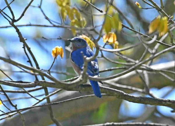 A poor picture of Papa Bluebird, in his favorite spot, in the branches above the nest box. It allows him to swoop down and buzz the birds who come to the feeder.