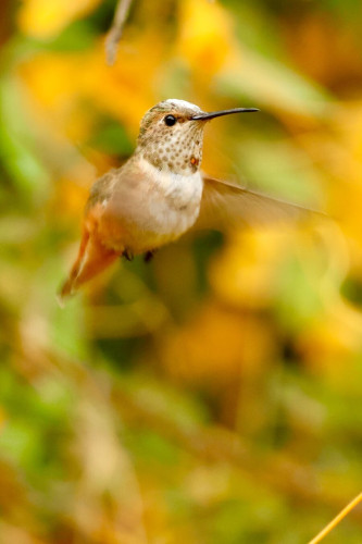 A tiny bird beats its wings so fast they are a blur, floating in the air in front of colorful foliage.