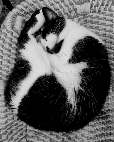 A black and white cow colored cat is curled up into a ball asleep on a textured stuffed cube shaped ottoman. Her eyes are closed and her back legs are underneath her head.