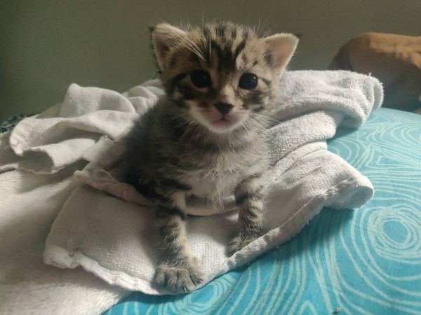 A tabby kitten, about 3 weeks old, sitting on a towel (on a pillow) and staring at the camera. Her eyes are open and clear, and she's looking ahead w/ curiousity.