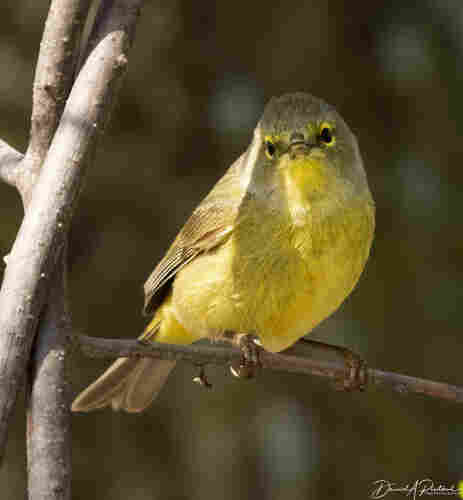 lemon-yellow bird with yellow eye-ring and small pointed bill, looking at the camera while perched on a bare branch