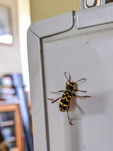 Black insect with yellow markings climbing up a white radiator.