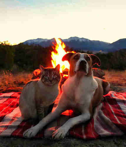 Cane di grossa taglia e gatto medio, sono ripresi al tramonto sopra ad un "plaid" aperto su di un terreno erboso, alle loro spalle un fuoco acceso e le montagne in lontananza.
+++++++++++++++++++++++++++++
Large dog and medium cat, photographed at sunset above an "plaid" open on a turf, behind them a heated fire and the mountains in the distance.