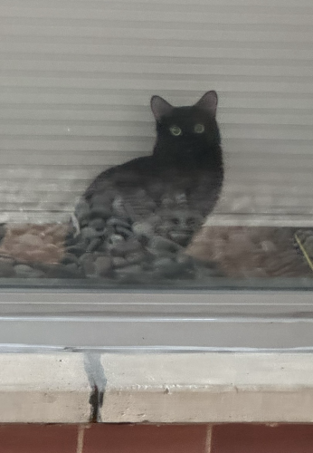 A small inadequate photograph of a black cat with huge golden eyes watching you from the ground floor window of a NYC apartment. 