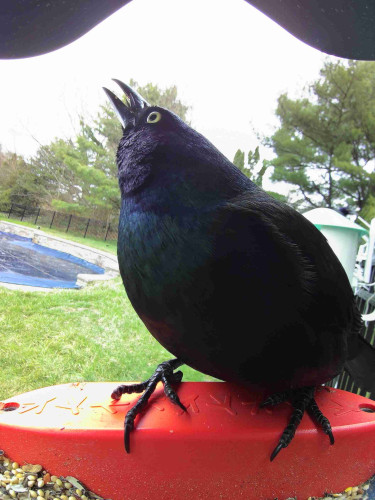 A common grackle looking skyward while perched in a bird feeder equipped with a camera. 