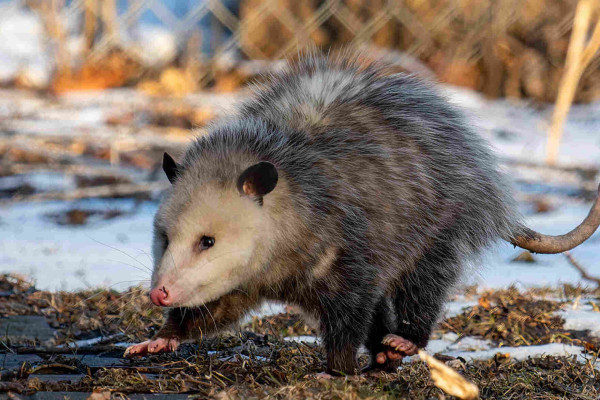 A fluffy opossum on a warm snowy day surrounded by melted snow and grass. It is walking to the left and its front right food and back left foot are raised. You can see the weird little foot thumb on it's back foot. 