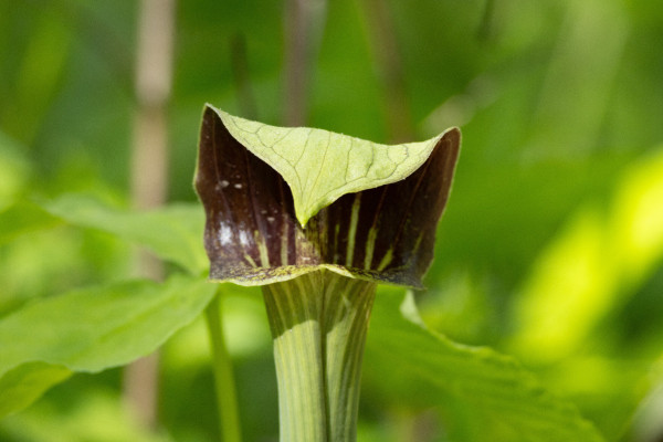 a front view of a jack in the pulpit plant that is green on the outside and purple and green on the inside. to me it resembles a mouth with pointed up sides and a long sloping pit down in the center