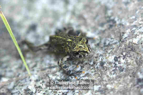 Tiny toad going up a boulder. The toad has some green, brown and black markings and camouflages well with the granit boulder.