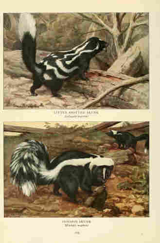 Skunk illustration, from the source cited above