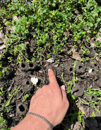A woman's hand points to a small immature cicada (hard to see). Around her hand, there are holes in the ground. Each hole has a top that juts out of the ground, shaped like a topless muddy hut. (Photo credit: Haley Hogan, Elmhurst, Illinois.)

Note that I did not believe a content warning was warranted when posting these images, because the insects in these images are so incredibly difficult to discern.