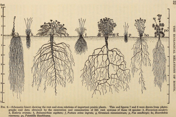 Roots from the book "The ecological relations of roots" by John E. Weaver 1919 