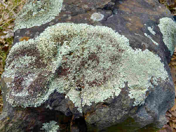 A big asymmetrical splotch of mint-green and brown lichen on a gray rock. The lichen is a couple of feet wide, maybe about 60 cm