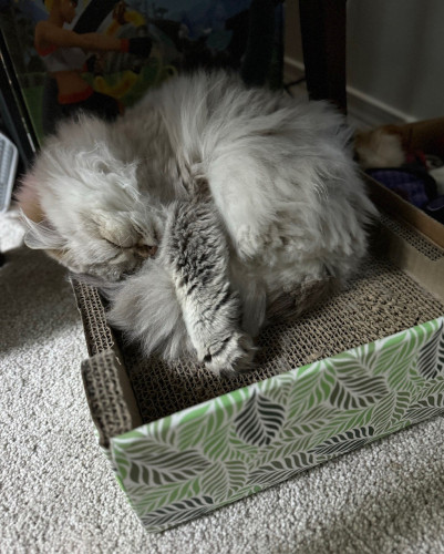A fluffy white cat sleeping in one corner of a scratching box. Her front paws are holding her tail up near her head (on the left). Her toy box is in shadow on the right. 