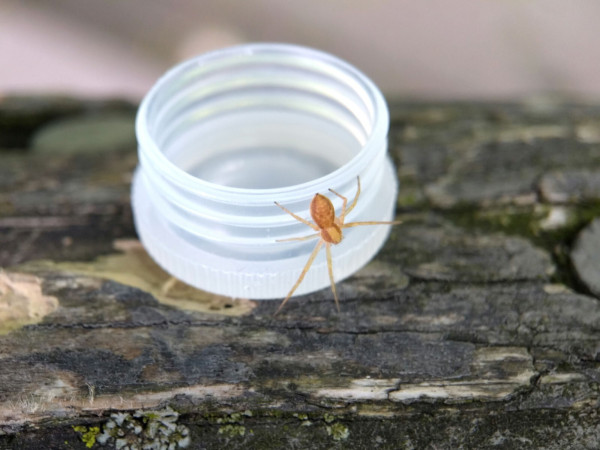 The 7-legged running crab spider on the side of a small plastic vial cap on a log railing. 