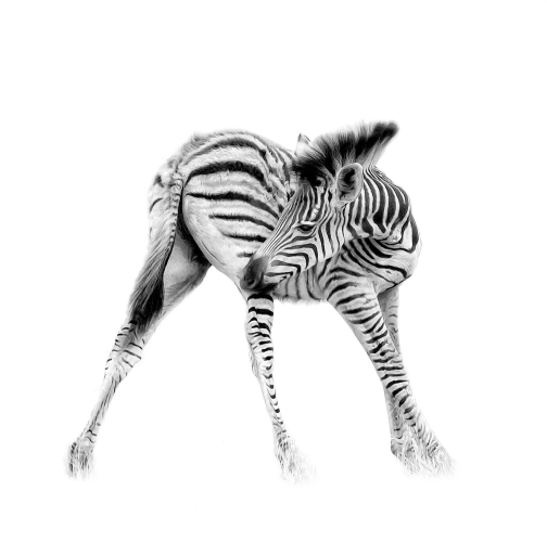 A minimal black and white photo highlighting a baby zebra turning his head to scratch an itch on her right flank. All you see is the zebra against a white background.