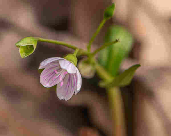 Closeup photograph of a spring beauty (Claytonia virginica seems likely) flower with an out of focus stem and indistinct browns in the background. Spring beauties are small plants that have slender stems. Their flowers have five white petals with bumble-gum pink veining, five white stamens with pink anthers, and a greenish pistil with a pink stigma.