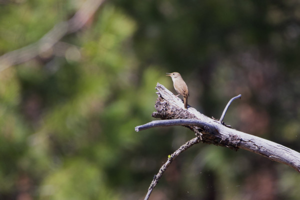 A house wren singing on the end of a dead conifer branch, with the bright shades of pine forest blurrily seen behind. House wrens are unflashily patterned even for a wren: no eye stripe, no body stripes, just practical brown-on-brown ticking on each feather as if they’re wearing country tweeds. They have a brown eye and a classically long, curved wren beak. This one is singing its beautiful song with its beak just slightly open, tipping the notes out into the sun.