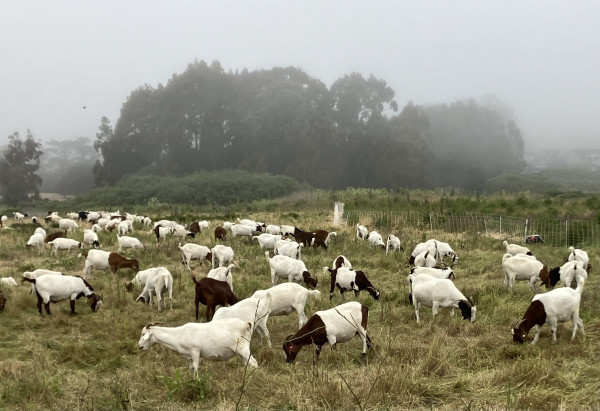 A whole bunch of fenced-in goats munching on dried grass and other vegetation on a foggy day.