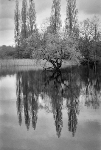 Black and white portrait format photo of a still lake showing 5 lombardy poplar trees and their reflections. Another tree of a quite different shape is in the centre of the frame; its reflection is not quite so easily distinguishable. Behind it is a reed bed.