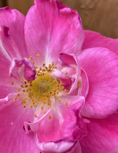 Closeup of the center of a pink rose with yellow stamens. The petals are almost white at the center, deepening to dark pink at the edges. The stamens have brown squiggly ends