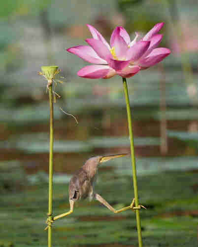 Photography. A color photo of a bird performing a balancing act between two flower stems. The bird is a yellow bittern. Its plumage is yellow-brown, its long legs have greenish stripes, its head is slightly flattened and it has a pointed beak. It looks to the right while its legs are spread out to either side and its feet stand on a green stem with a small flower and a large pink lotus flower. It is trying hard to assume a comfortable hunting position. A Comedy Wildlife Contest Photo.