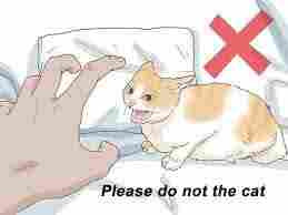 Please do not the cat meme