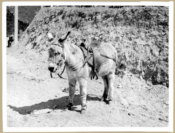 Black and white photo of a donkey, saddled up and standing in front of an embankment.