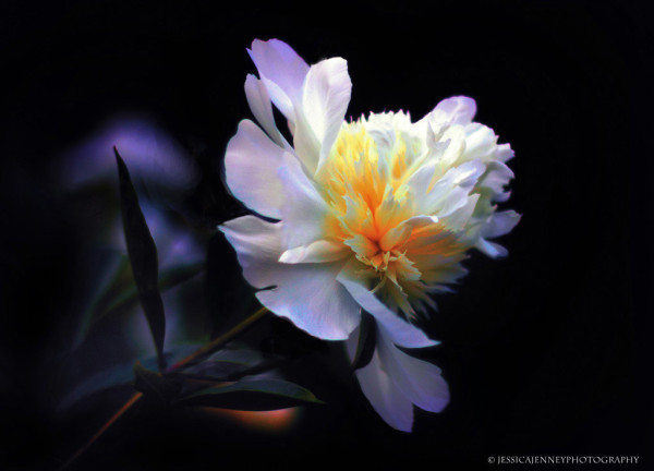 A delicate white and yellow peony is highlighted against a dark background, with its petals partially open revealing a lush array of inner textures and colors. The soft lighting accentuates the flower's fragile beauty, contrasting with the darkness that envelops its leaves and stems.