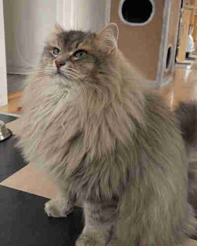 Grey Siberian cat sitting on a black and white floor. He is looking up in anticipation (snacks are very close). His fur is very fluffy and his long white whiskers are very prominent, some even pointing upwards 