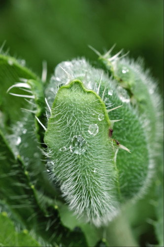 Closeup of a spiky-looking green flower bud. It is covered in tiny hairs, some of which have captured water droplets from a shower that passed over not long before