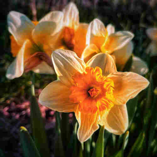 Digital color and texture effects added to a photo of an open daffodil flower illuminated from the right side by the evening sun, with its six petals and ruffled center cup facing the camera. There are a few other daffodils blurred in the background.